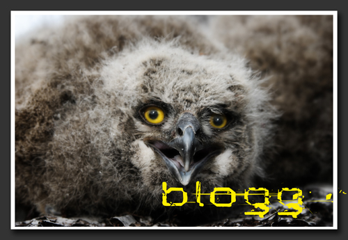 img_3708_blogg