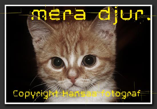 mera djur