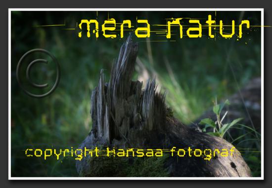 mera natur